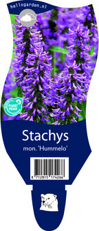 Stachys monieri &#039;Hummelo&#039;