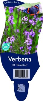 Verbena officinalis &#039;Bampton&#039;