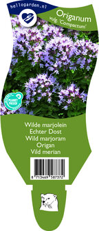 Origanum vulgare &#039;Compactum&#039;