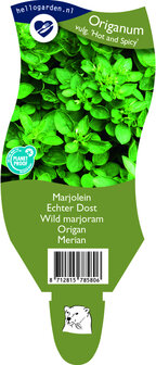 Origanum vulgare &#039;Hot and Spicy&#039;