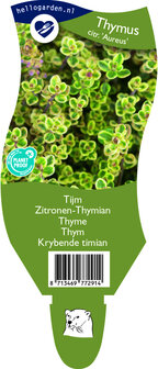 Thymus citriodorus &#039;Aureus&#039;