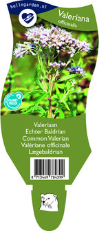 Valeriana officinalis