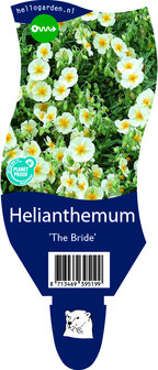 Helianthemum hybride &#039;The Bride&#039;