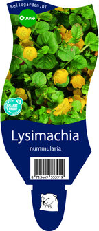 Lysimachia nummularia