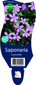 Saponaria ocymoides