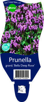 Prunella grandiflora &#039;Bella Deep Rose&#039;