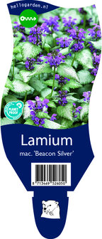 Lamium maculatum &#039;Beacon Silver&#039;