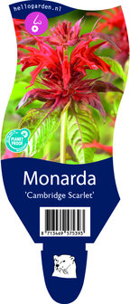 Monarda &#039;Cambridge Scarlet&#039;