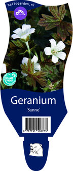 Geranium &#039;Sanne&#039;