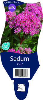 Sedum &#039;Carl&#039;