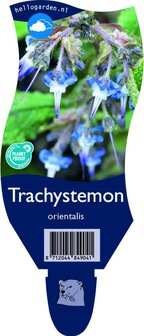 Trachystemon orientalis