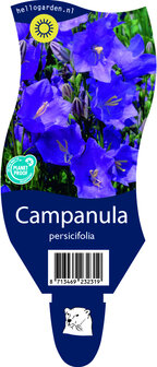 Campanula persicifolia