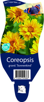 Coreopsis grandiflora &#039;Sonnenkind&#039;