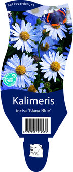 Kalimeris incisa &#039;Nana Blue&#039;