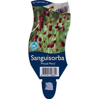 Sanguisorba &#039;Proud Mary&#039;