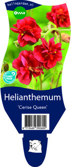 Helianthemum hybride &#039;Cerise Queen&#039;