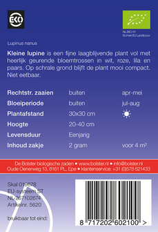 Kleine lupine