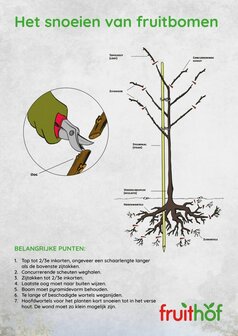 X: Fruitboom snoeien