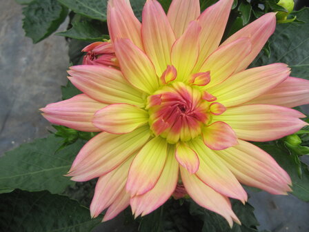 Dahlia - zalm/geel