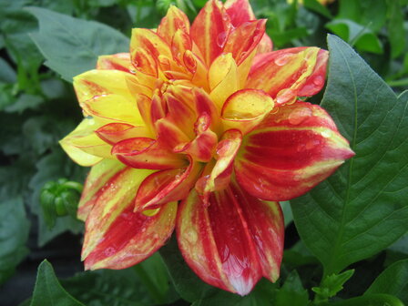 Dahlia - wit/geel/rood