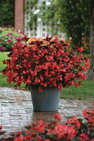 Begonia - rood (donkerblad)