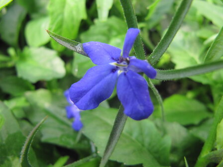 Lobelia - donkerblauw