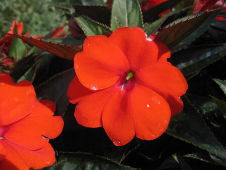 Impatiens NW G. - oranje