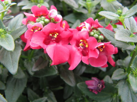 Diascia - rood