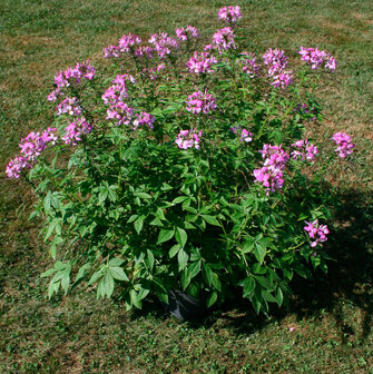 Cleome - roze