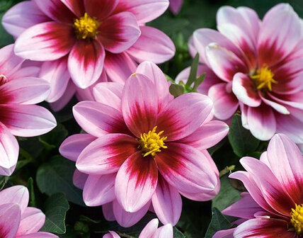 Dahlia - roze met donkerhart (kleinere bloem)