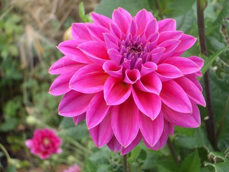 Dahlia - donkerroze