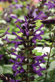 Salvia Purple &amp; Bloom - paars