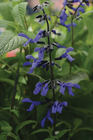 Salvia Black &amp; Bloom - blauw