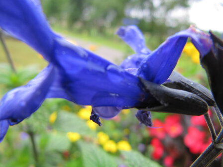 Salvia Black &amp; Bloom - blauw