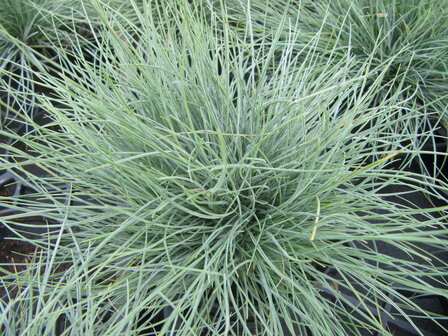 Festuca (VP) - blauw/zilver gras