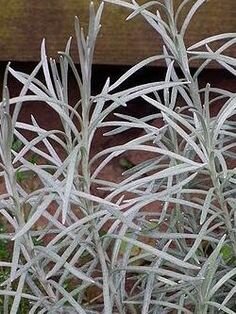 Helichrysum - Silver Carpet