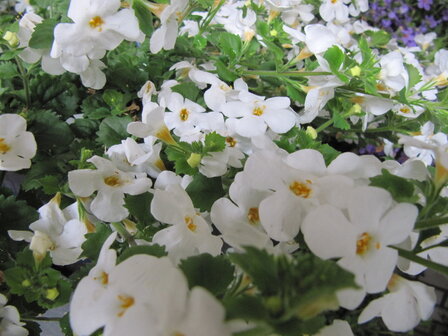 Sutera (bacopa) - wit