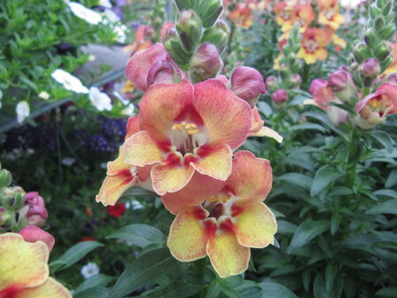 Antirrhinum - geel/oranje