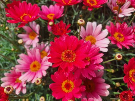 Argyranthemum - rood