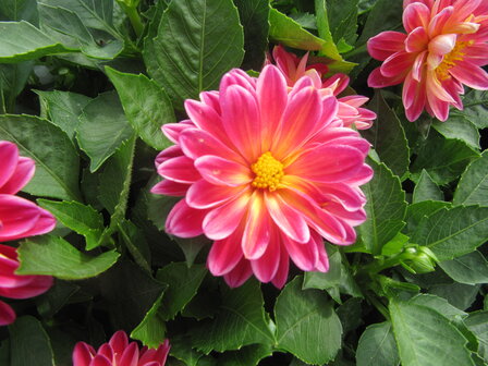 Dahlia - rood met geel hart