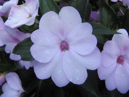 Impatiens NW G. - lavendel