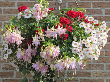 Hangpot 30 cm: Kleur Mix