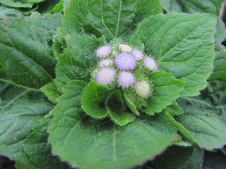 Ageratum - blauw