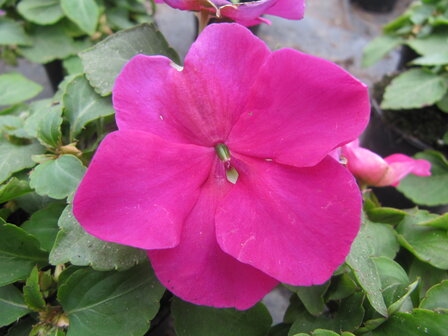 Impatiens - violet