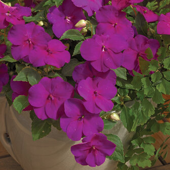 Impatiens - violet