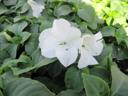 Impatiens - wit