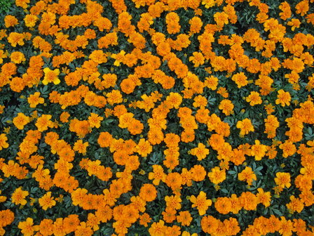 Tagetes - oranje