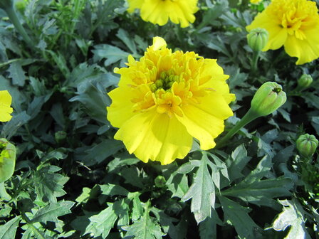 Tagetes - geel