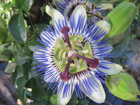 Passiflora Cearulea - blauw (19 cm pot)