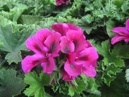 Pelargonium grootbloemig (19 cm pot)